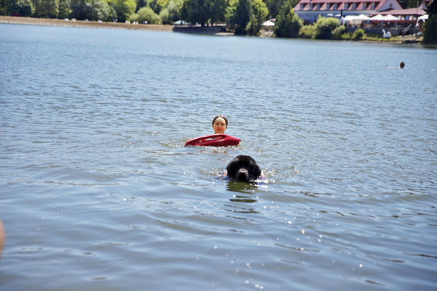 Novofundlandského psa cvičia aj na záchranu plavcov.
