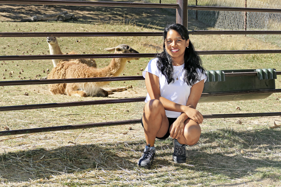 Peruánka v našej zoo našla aj lamy, ikonické zvieratá z jej rodnej domoviny.