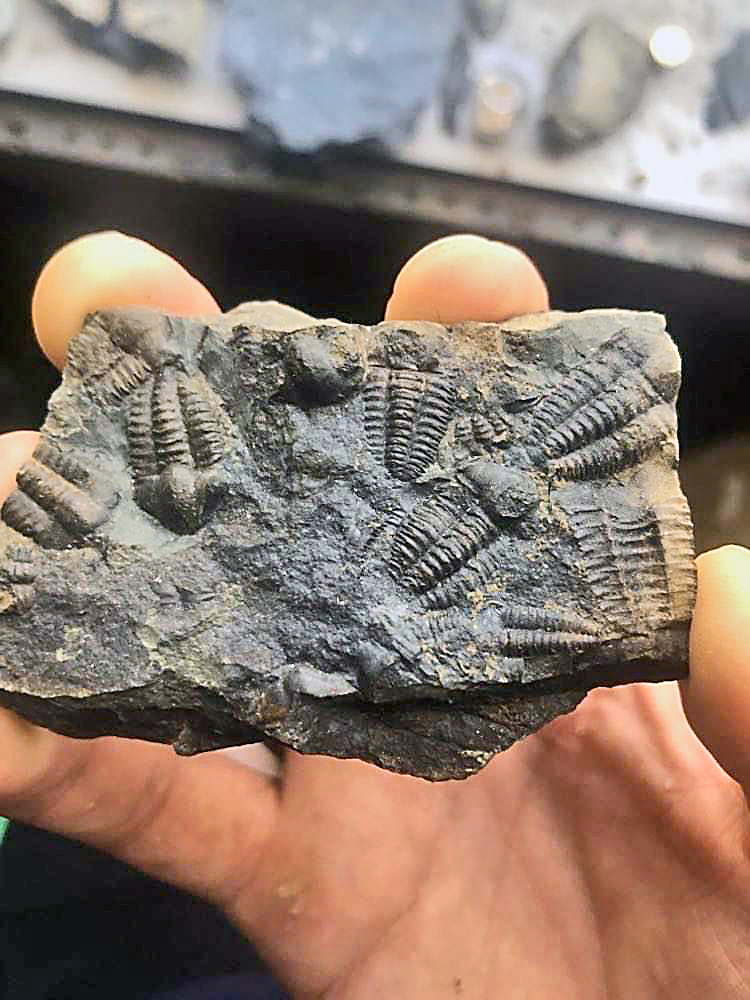 Takto vyzerá fosília trilobita.
