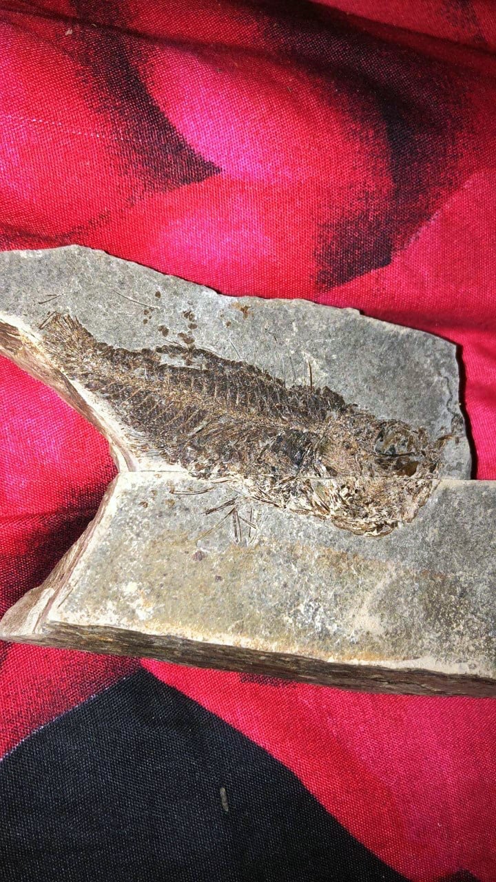 Fosília rybky, ktorú mladý paleontológ našiel na východnom Slovensku.