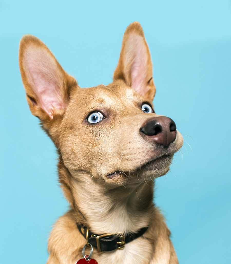 Nie každý ňufák: Psie rasy s krátkymi ňufákmi majú slabší čuch než ich príbuzní s dlhšími ňufákmi.