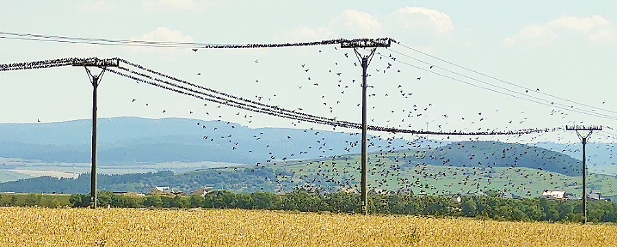 Drôty sú pre vtáky bezpečné a sú blízko zdroja potravy.