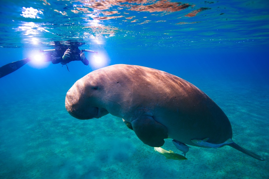 Dugong morský v čínskych vodách prakticky vyhynul.