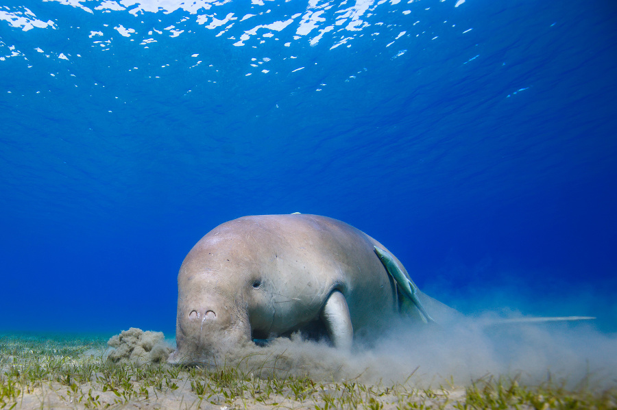 Dugong morský v čínskych