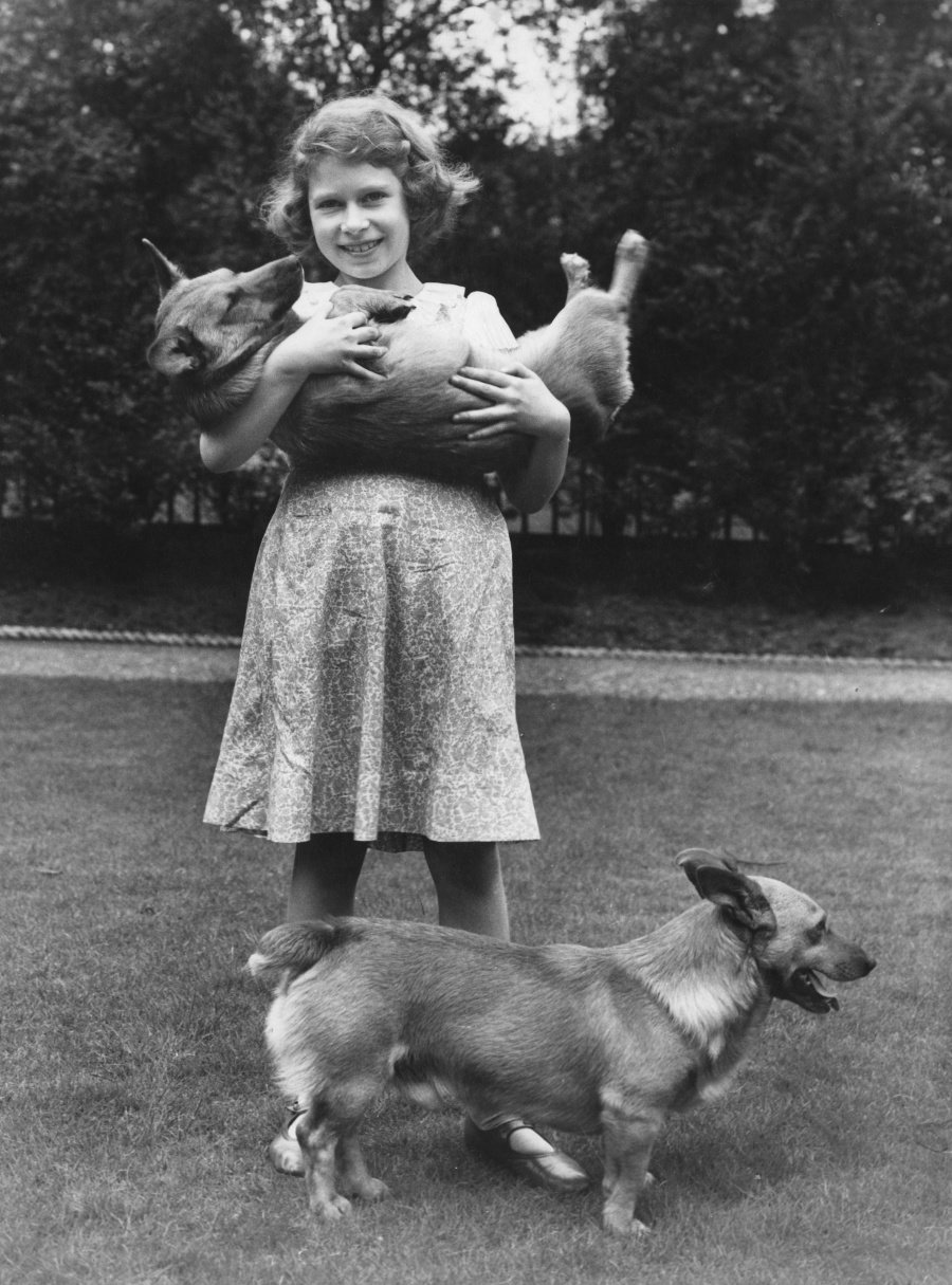 VÁŠEŇ PRE CORGIOV: Alžbetiny rodičia milovali corgiov a postupne kupovali ďalších psíkov.
