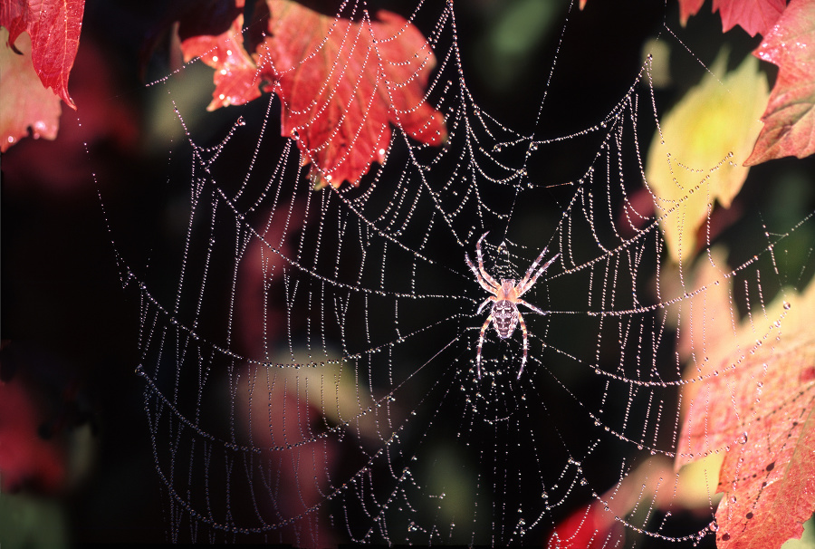 Zázračná pavučina: Tento produkt pavúka je technickým i umeleckým dielom.