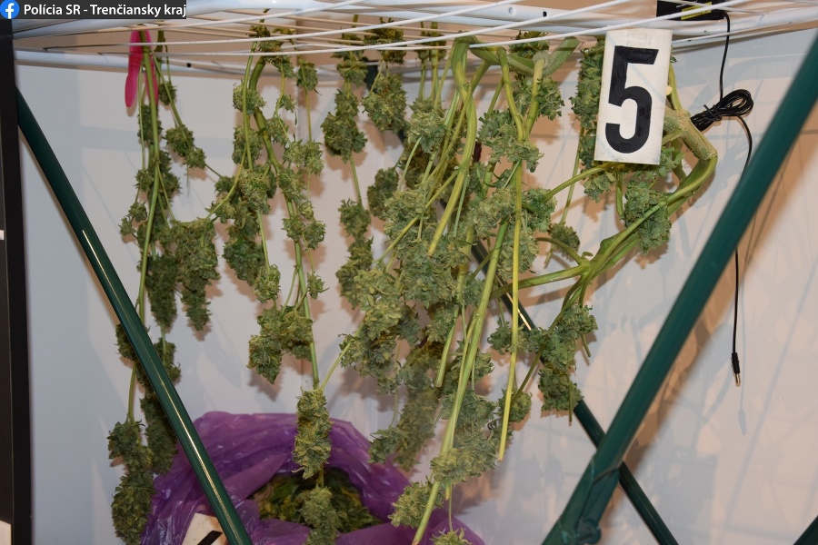 Za pestovanie marihuany hrozí