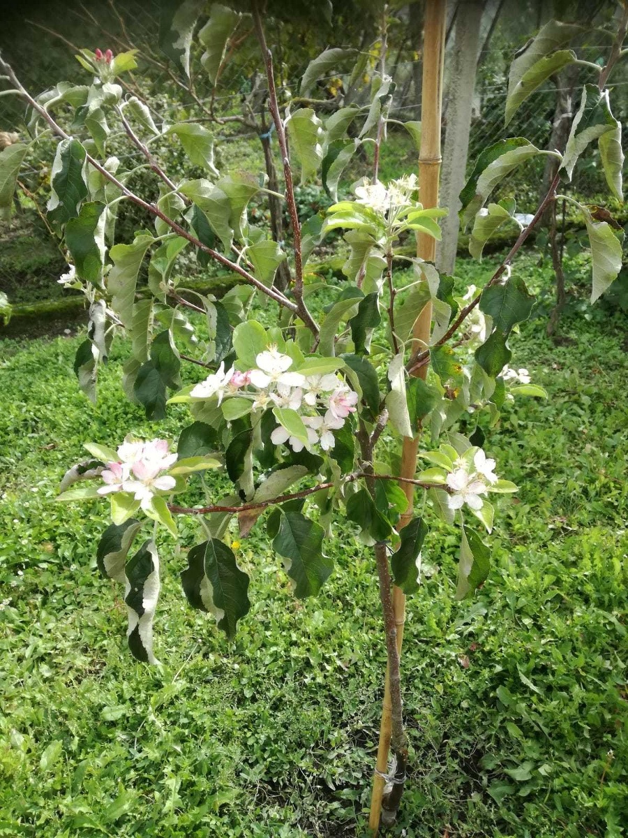 Oľge krásne rozkvitla jabloň.