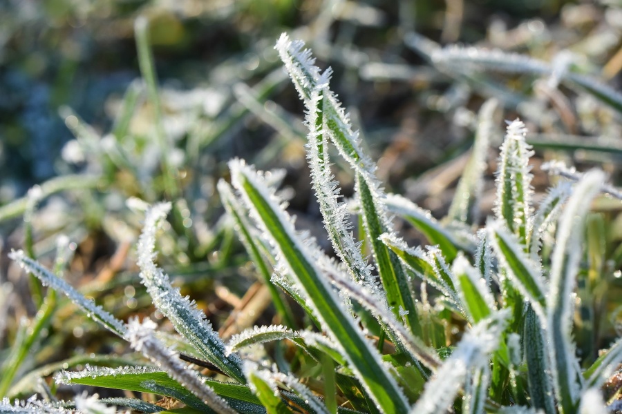 Lawn crystals water green