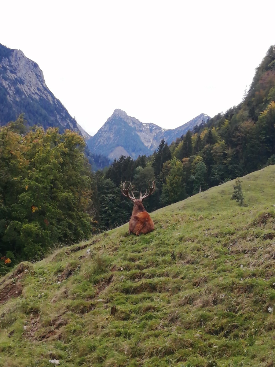 Eva na prechádzke v Hornom Rakúsku vytvorila nádhernú fotografiu jeleňa hladiaceho do hĺbok hôr.