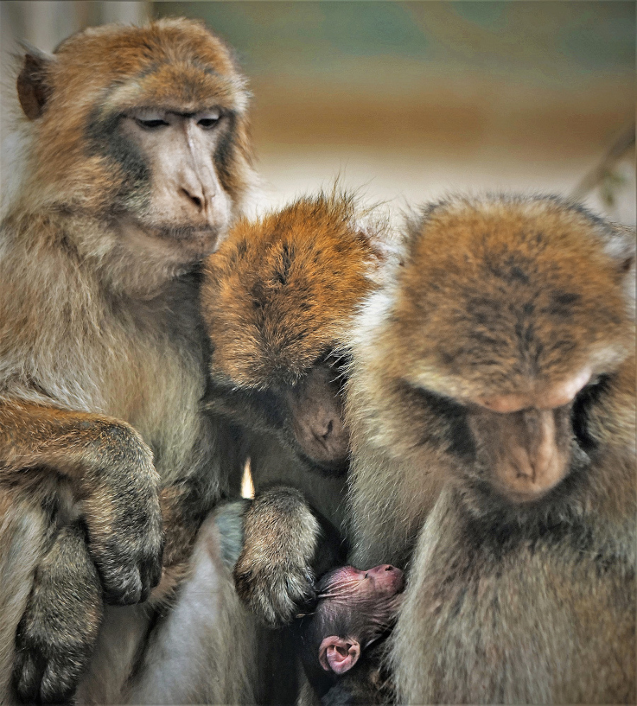 Ani nie mesačný makak si užíva plnú pozornosť a starostlivosť svojej matky.
