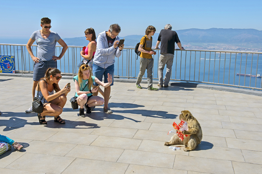 Makaky patria na Gibraltári k obľúbeným atrakciám