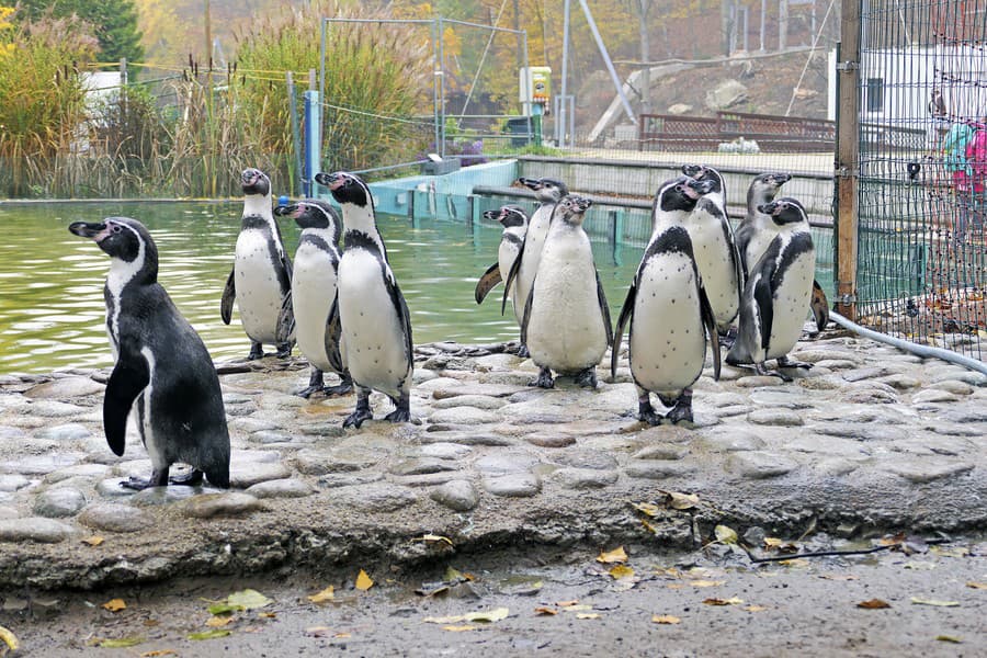 Tučniaky v košickej zoo patria medzi najobľúbenejšie zvieratá.