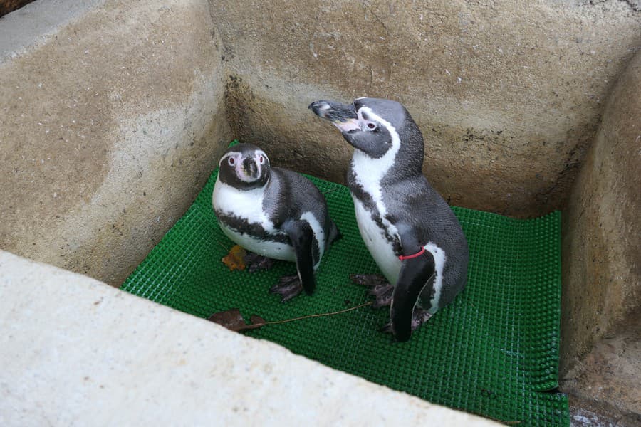 Tučniaky v košickej zoo patria medzi najobľúbenejšie zvieratá.