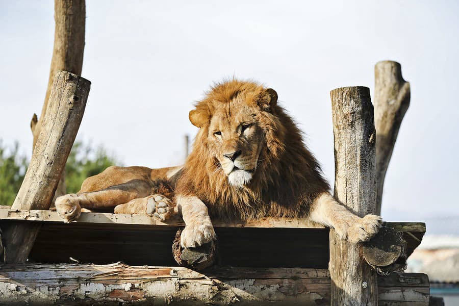 Kontaktná Zoo v L. Mikuláši 