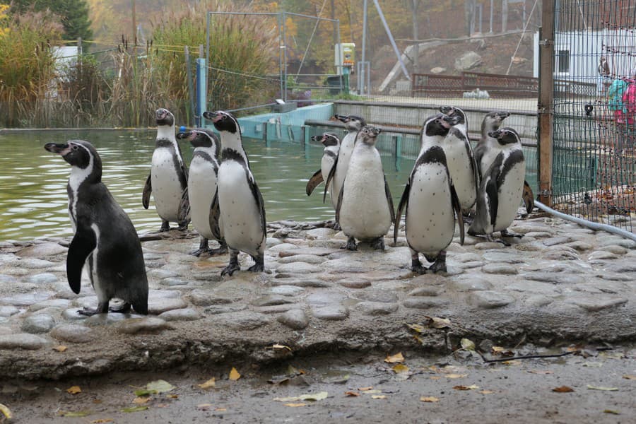 Zoo Košice