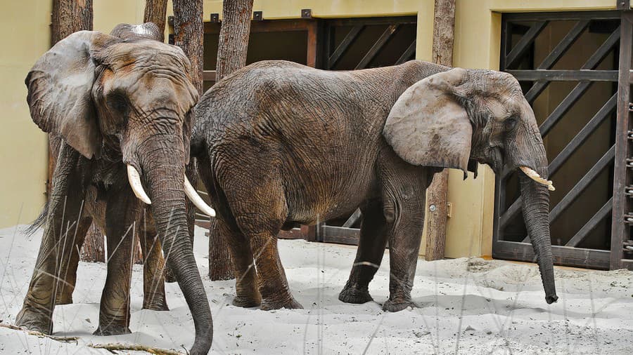 Slony v Zoo Bojnice.
