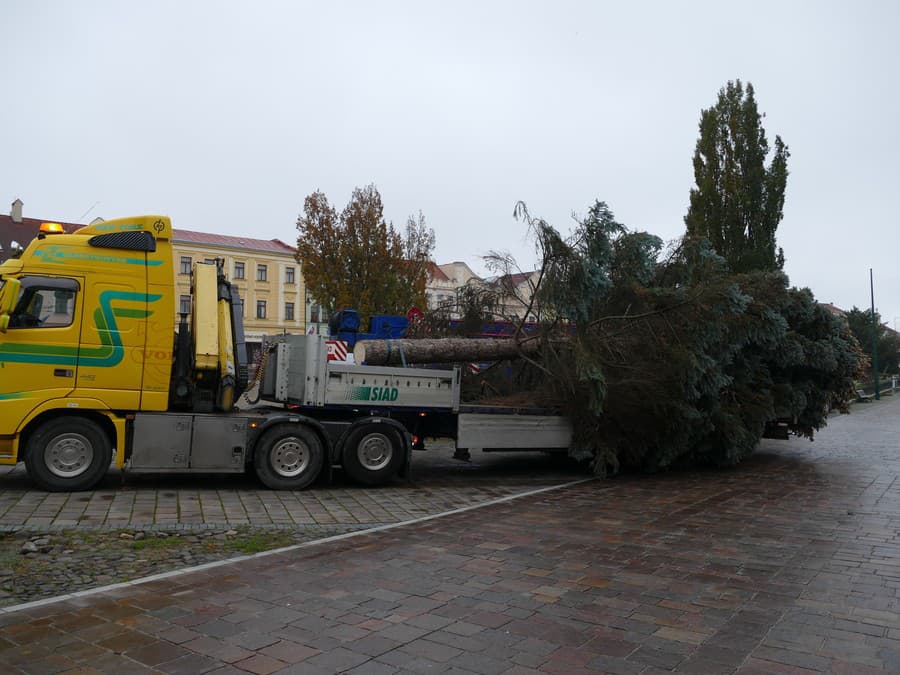 Strom previezli na nákladniaku.