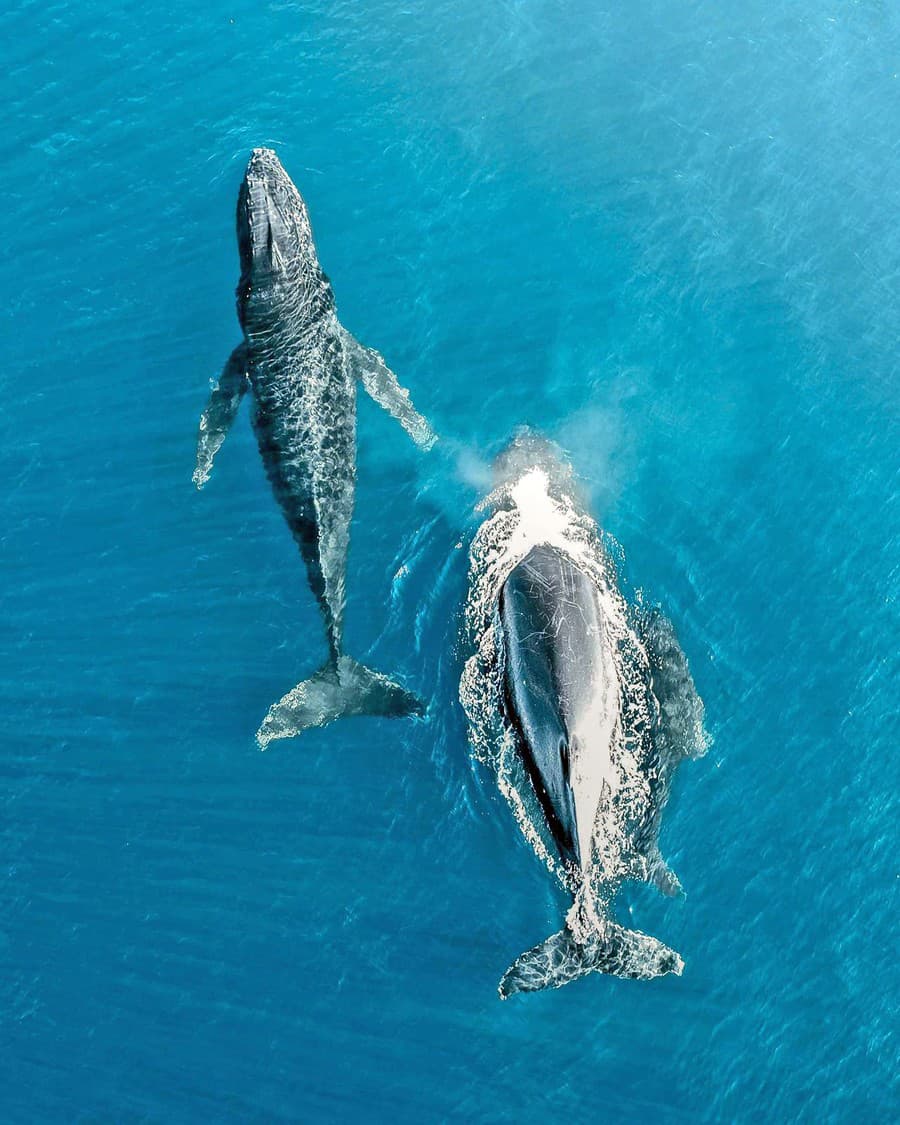 Unikát: Tieto veľryby sa podarilo vidieť páru na miestach, kde ich miestni nikdy nevideli.