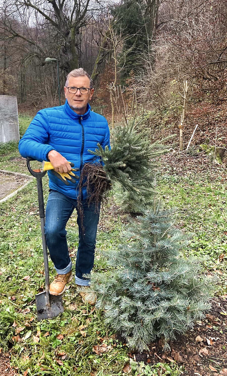 Pri sadení ihličnanov sa