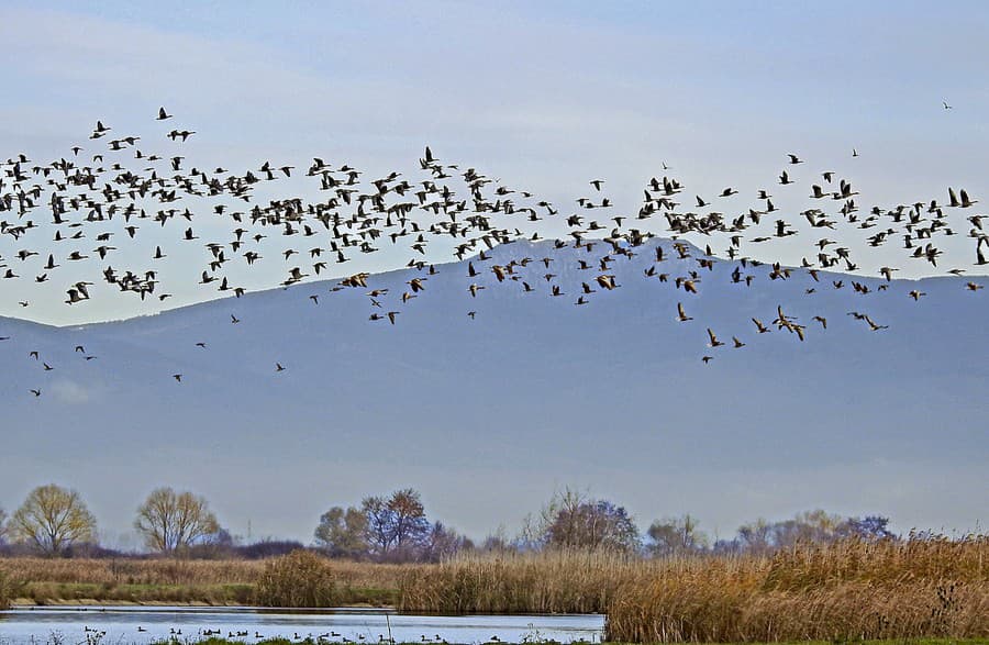 Vzácne vtáky zimujú na Slovensku prvýkrát.