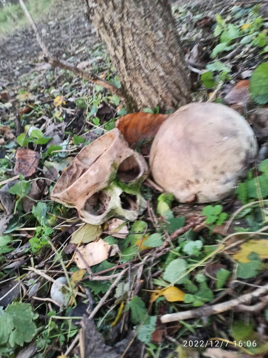 Lebku našli v lesíku neďaleko klientského centra.