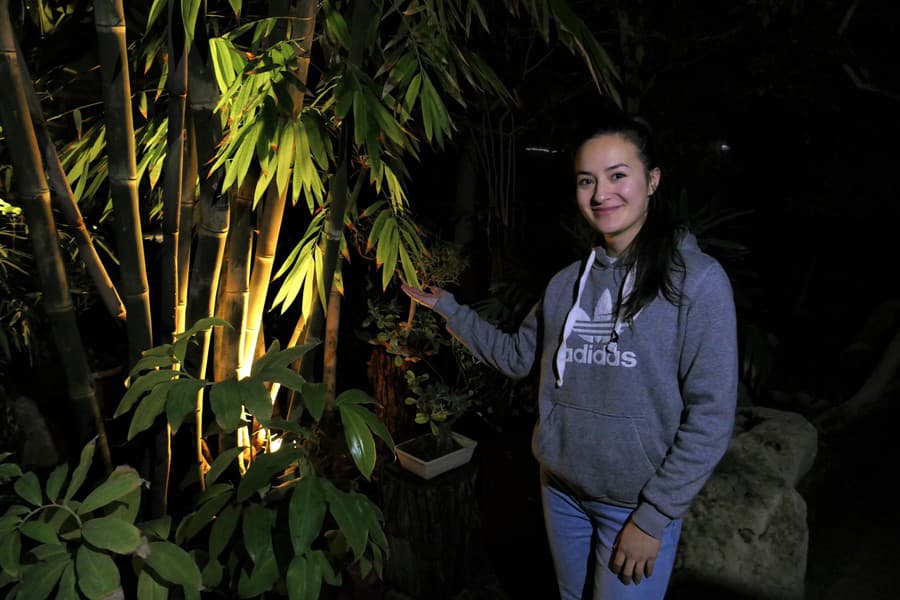 Dendrocalamus giganteus - bambus obrovský