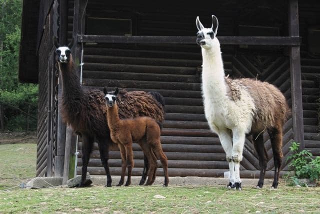 Lama krotká (Lama glama)