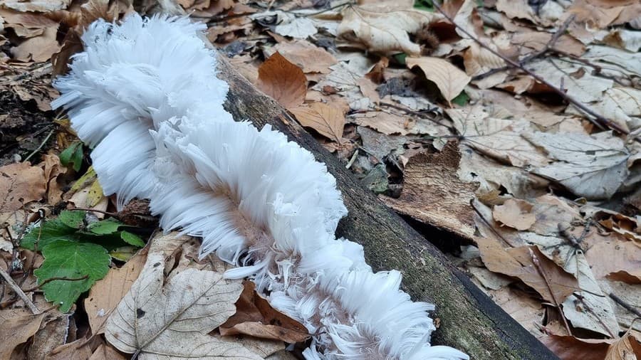 Zamestnanci Mestských lesov našli ľadové vlasy.