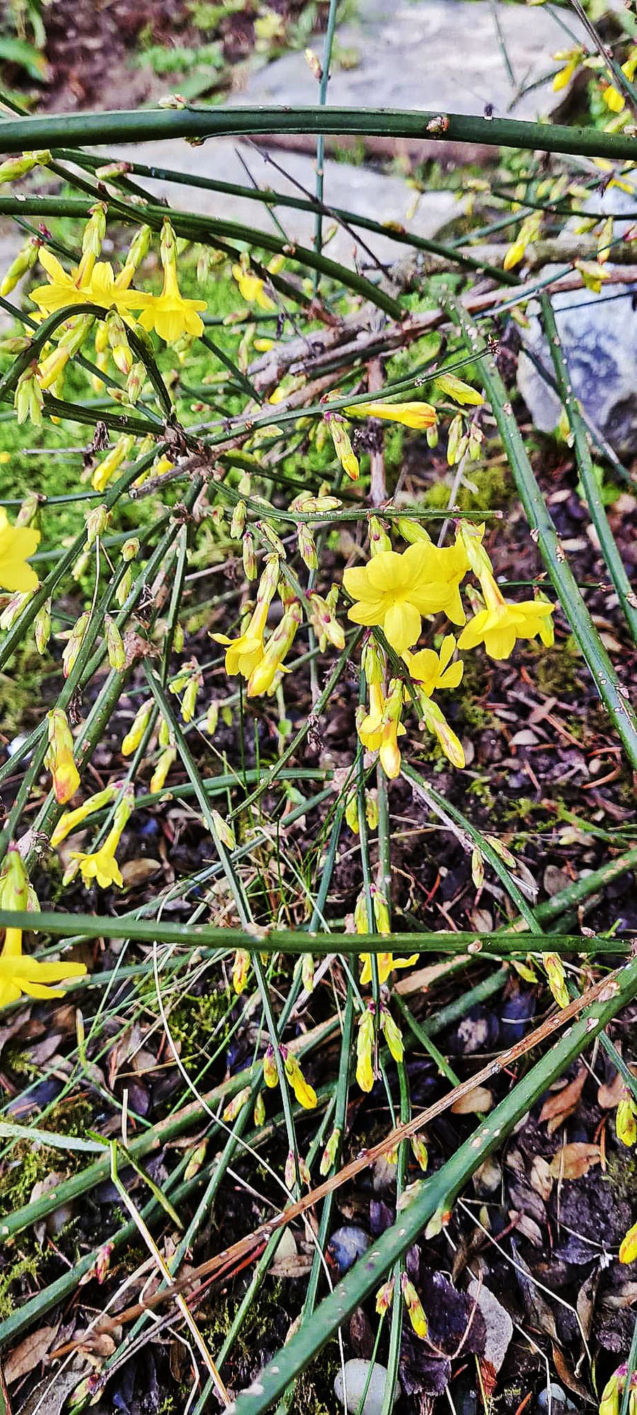 Žltý jazmín, kvitne: marec