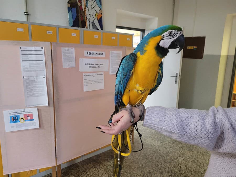 Veľký modro-žltý papagáj Charlie, s ktorým prišiel na referendum manželský pár vo volebnom okrsku číslo 19 na Základnej škole Cabajská v Nitre.e
