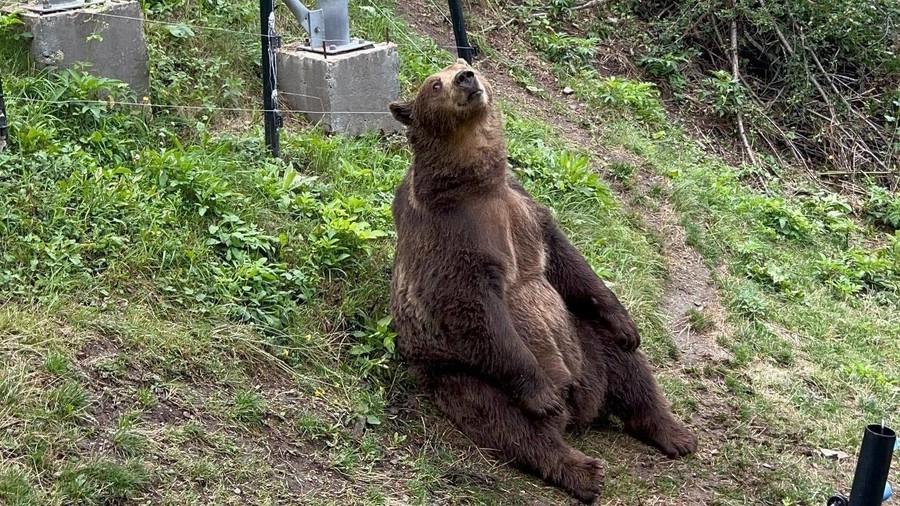 Medveď v záchrannom centre
