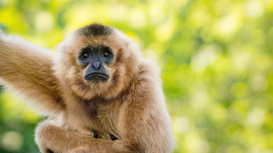 Ošetrovatelia v japonskej zoo