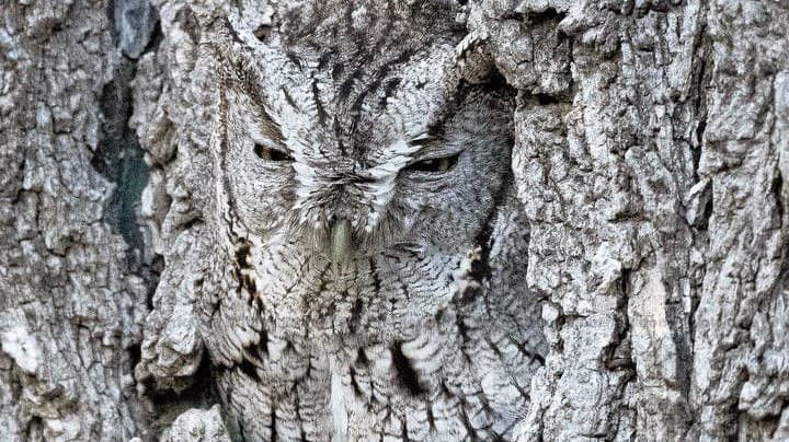 Sove ukrytej v dutine stromu sú ako-tak vidno len oči.