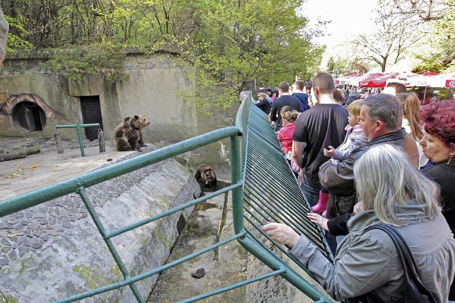 Zoo dlho sľubuje nový výbeh pre medveďa hnedého, no neurobili ho ani za vedenia Hanuliakovej