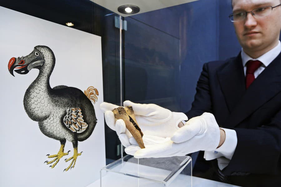 Vydražená kosť: Stehenná kosť doda bola v roku 2018 predaná za vyše 4 300 eur.