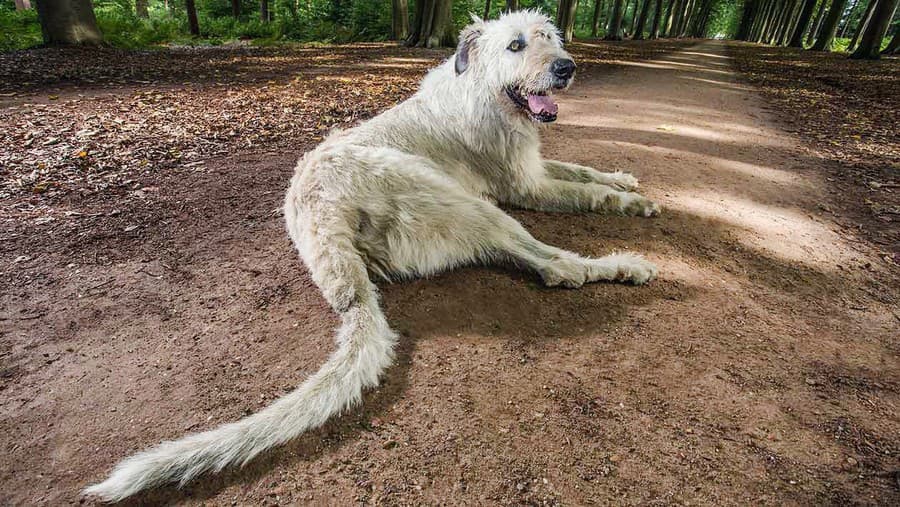 Najdlhší psí chvost (76,7 cm)