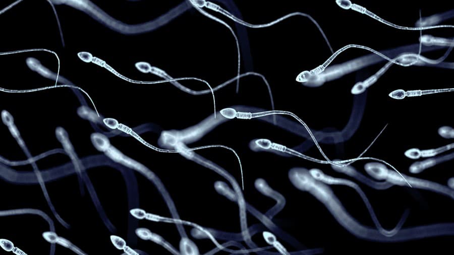 Spermie obsahujú vždy jednu