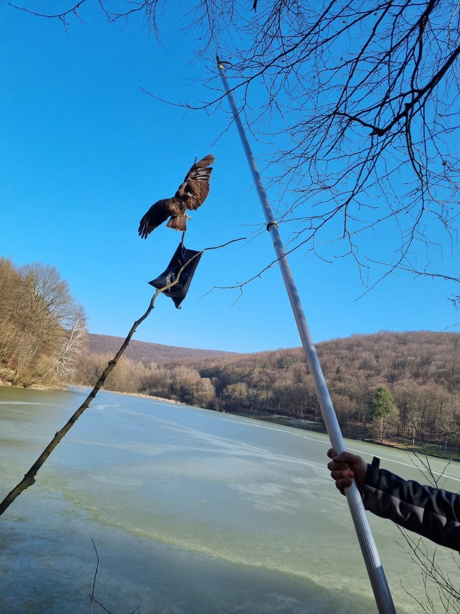 Myšiak sa zachytil o rybársku návnadu.