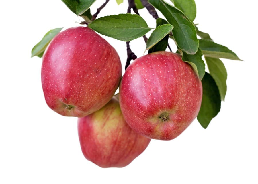 Úroda jabĺk