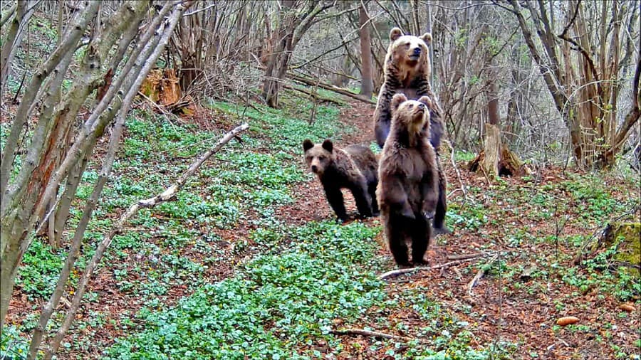 Rodinku medveďa hnedého zachytil
