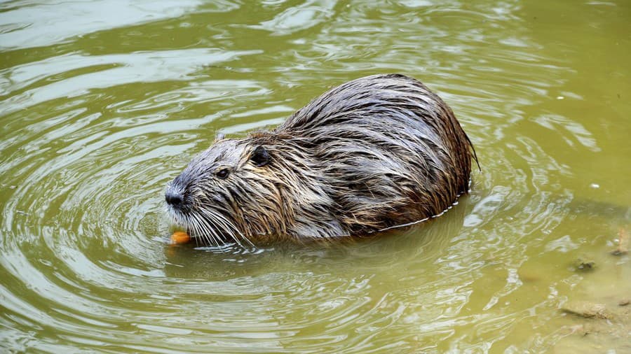 Nutria riečna. (Ilustračné foto)