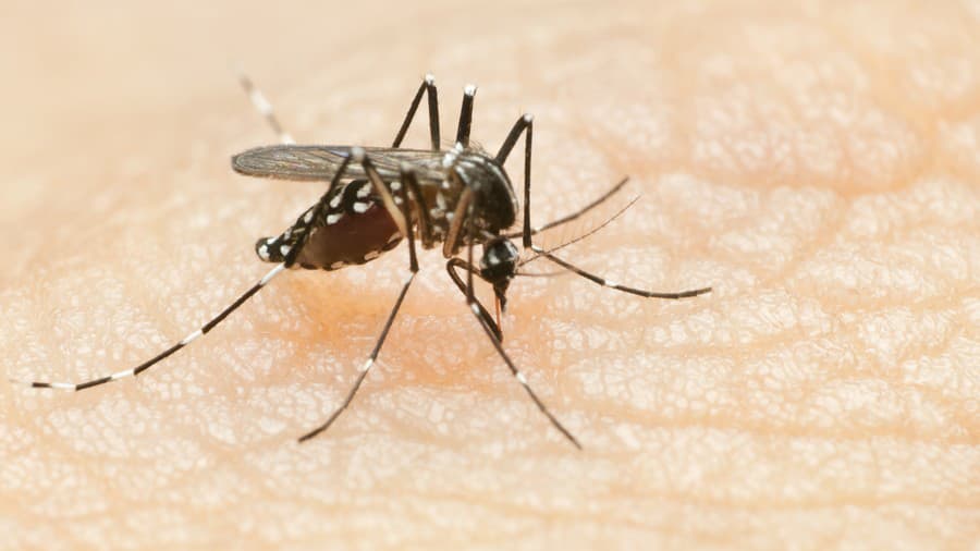 Komáre prenášajú často maláriu.
