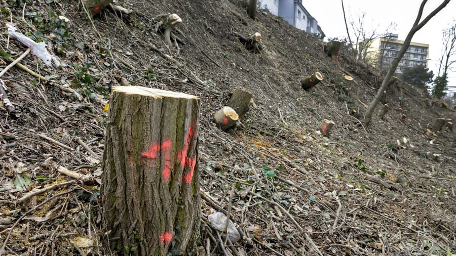 Na výrub drevín je