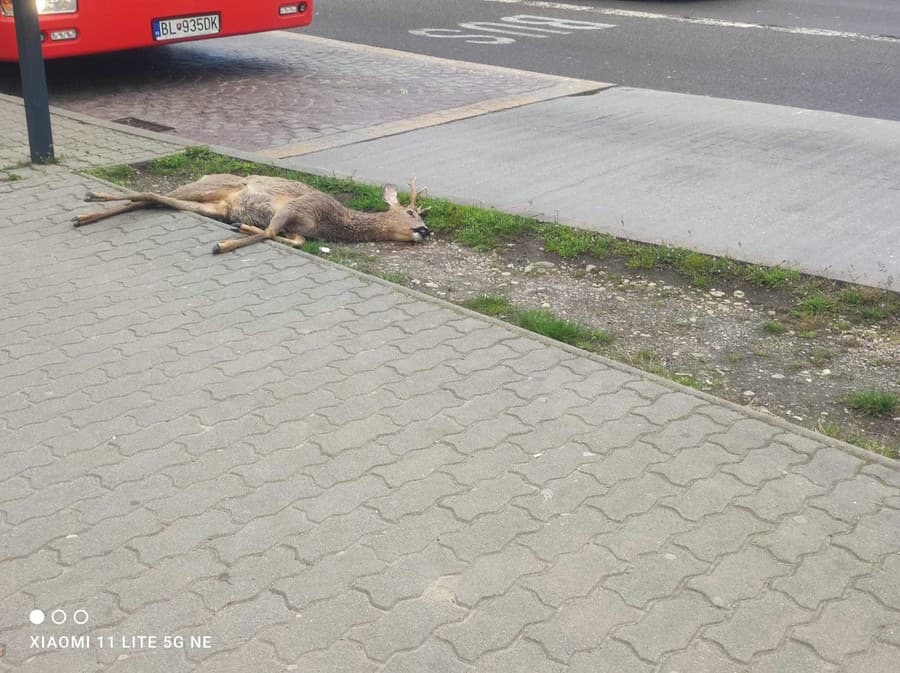 Naša čitateľka zostala zhrozená, keď na autobusovej zastávke pri Auparku uvidela ležať zrazeného srnca.