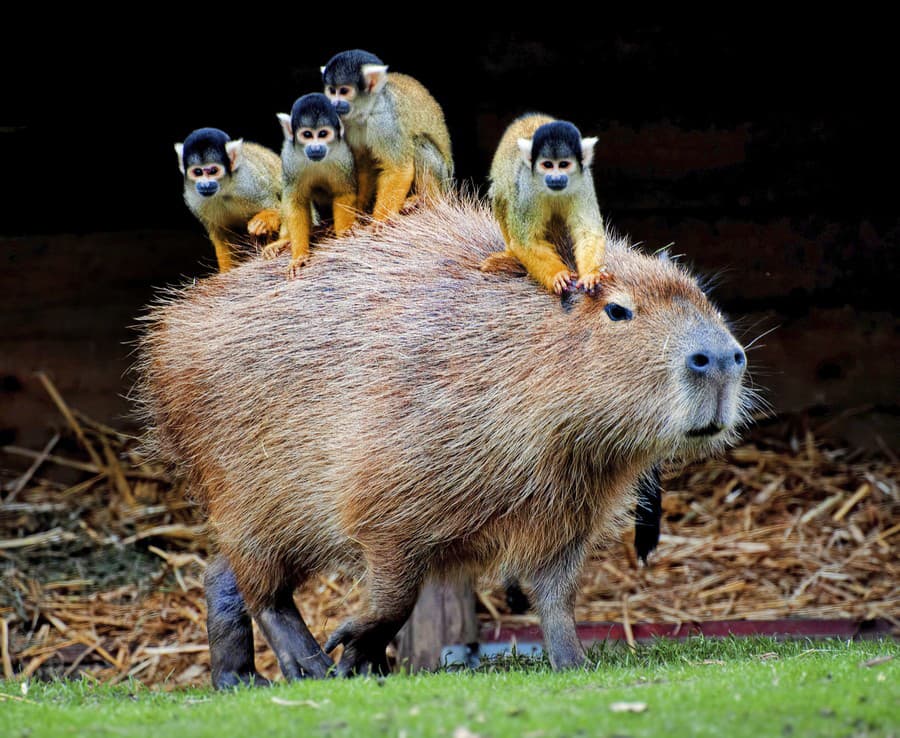 Pohodlný kamarát: Mnohé zvieratá v džungli využívajú kapybary ako dopravný prostriedok.
