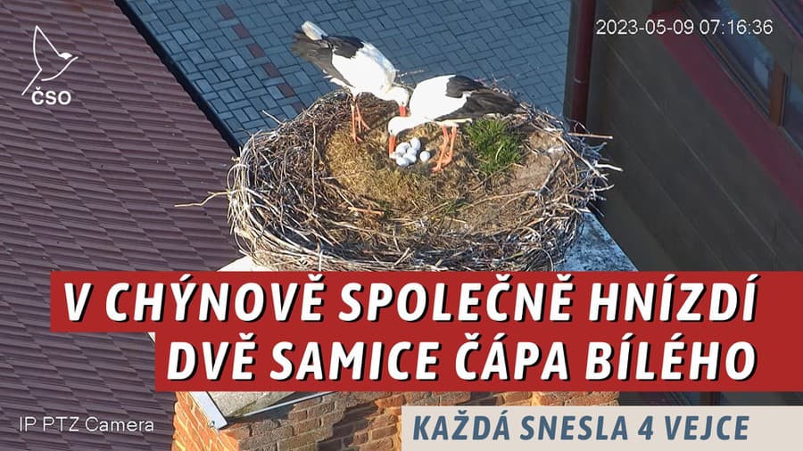 V Chýnove u našich českých susedov spoločne hniezdia dve samice, ktoré sa starajú o osem vajec.
