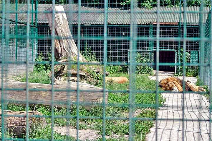 Sloboda zvierat sa zaoberala rančom a nevyhovujúcimi podmienkami pre zvieratá opakovane od roku 2017. Tieto zábery pochádzajú z kontroly spred piatich rokov.