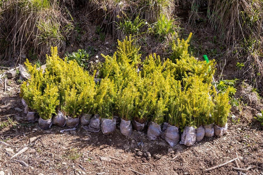 V rámci LIDL projektu „Voda pre stromy“ pribudne ďalších 185 000 stromčekov.