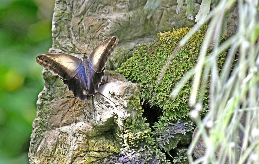 Nevšedný: V skleníku nájdete aj motýľa, ktorý obľubuje pralesy.
